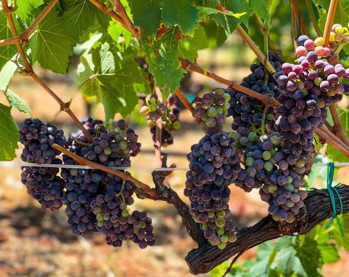 La Vigna Carovigno